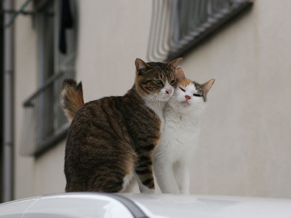city_homeless_cat_20d-005403-x.jpg