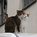city_homeless_cat_20d-005403-x.jpg