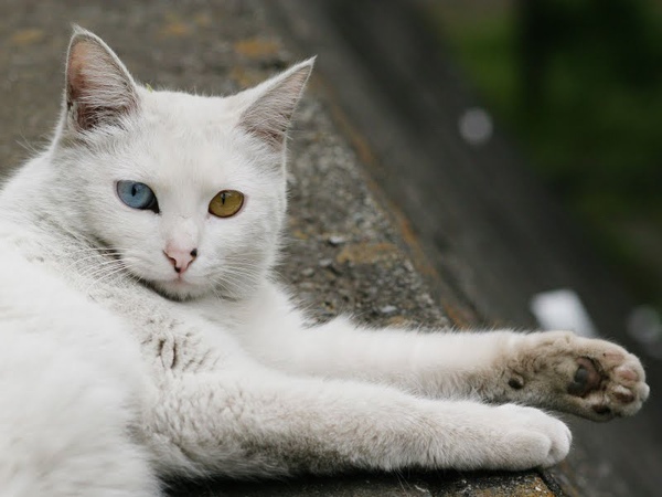 city_homeless_cat_20d-008976-x.jpg