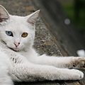 city_homeless_cat_20d-008976-x.jpg