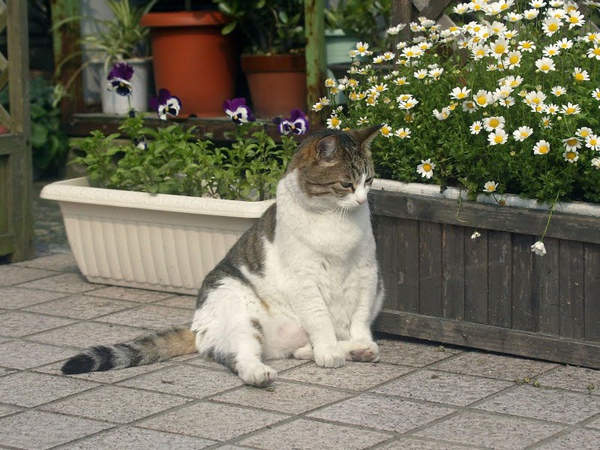 city_homeless_cat_bffa7854-x.jpg