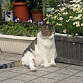 city_homeless_cat_bffa7854-x.jpg