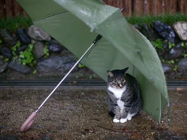 city_homeless_cat_dsa04-019478-b-x.jpg