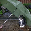 city_homeless_cat_dsa04-019478-b-x.jpg
