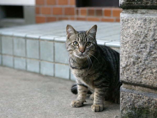 city_homeless_cat_dsa04-020252-b-x.jpg