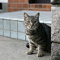 city_homeless_cat_dsa04-020252-b-x.jpg