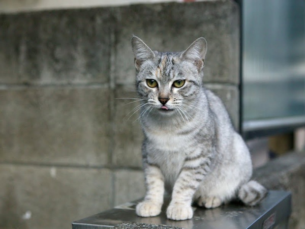 city_homeless_cat_dsa04-020261-b-x.jpg