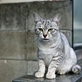 city_homeless_cat_dsa04-020261-b-x.jpg