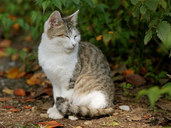 city_homeless_cat_dsa04-021566-b-x.jpg