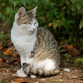 city_homeless_cat_dsa04-021566-b-x.jpg