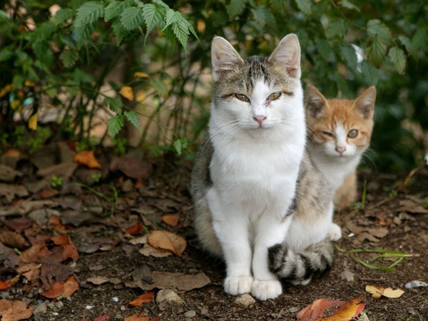 city_homeless_cat_dsa04-021580-b-x.jpg