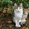 city_homeless_cat_dsa04-021580-b-x.jpg