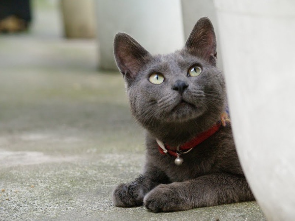city_homeless_cat_e3-005114-x.jpg