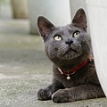 city_homeless_cat_e3-005114-x.jpg