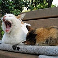 city_homeless_cat_img_4577-x.jpg