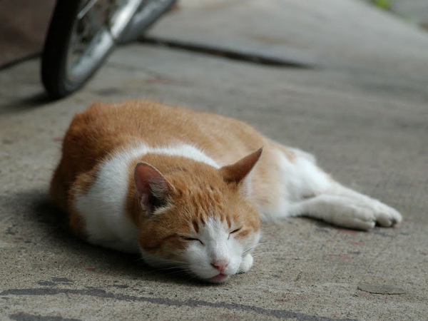city_homeless_cat_istd00291-x.jpg