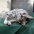 city_homeless_cat_istd00951-x.jpg