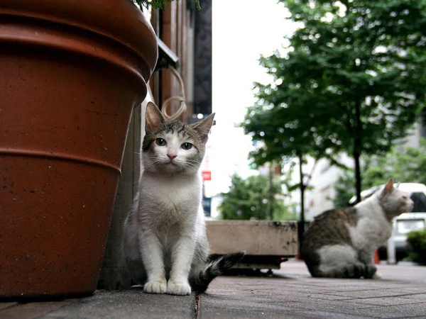 city_homeless_cat_kdn-000455-x.jpg