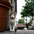 city_homeless_cat_kdn-000455-x.jpg