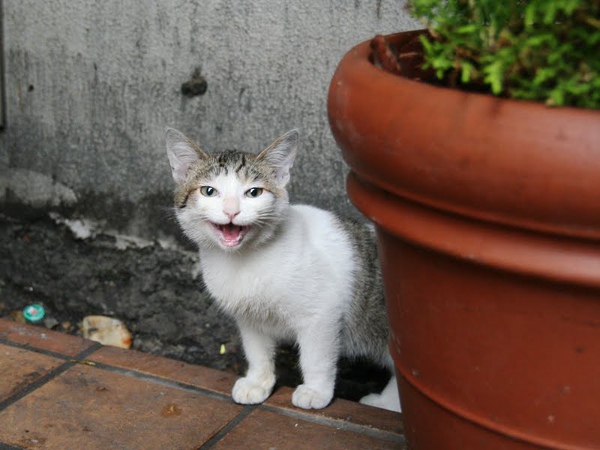 city_homeless_cat_kdn-000470-x.jpg
