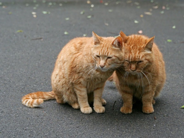 city_homeless_cat_kdn-000754-x.jpg