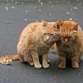 city_homeless_cat_kdn-000754-x.jpg