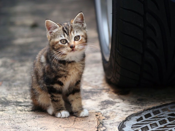 city_homeless_cat_kdn-002553-x.jpg