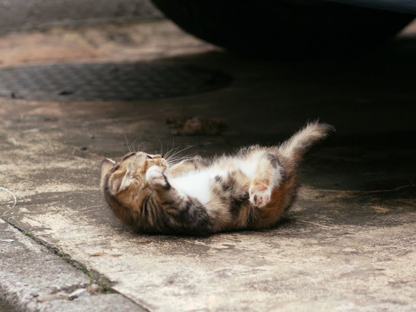 city_homeless_cat_kdn-002628-x.jpg