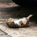 city_homeless_cat_kdn-002628-x.jpg