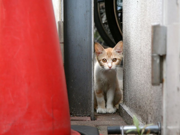 city_homeless_cat_kdn-005579-x.jpg