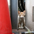 city_homeless_cat_kdn-005579-x.jpg