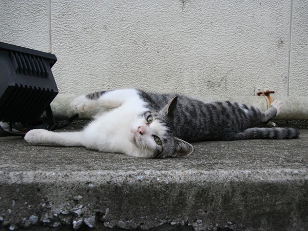 city_homeless_cat_kdn-006071-x.jpg