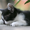 city_homeless_cat_kdns-005461-x.jpg