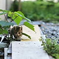 city_homeless_cat_kdns-008830-x.jpg