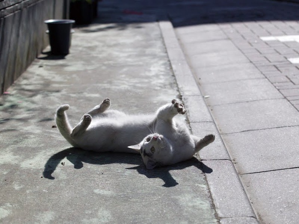city_homeless_cat_wdsa04-003292-b-x.jpg