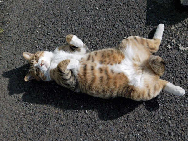 city_homeless_cat_wdsa04-004460-x.jpg