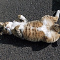 city_homeless_cat_wdsa04-004460-x.jpg