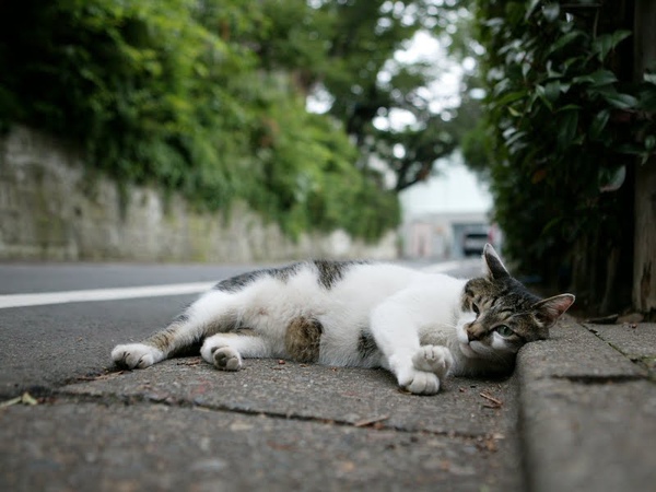 city_homeless_cat_wdsa04-008520-b-x.jpg