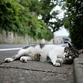 city_homeless_cat_wdsa04-008520-b-x.jpg