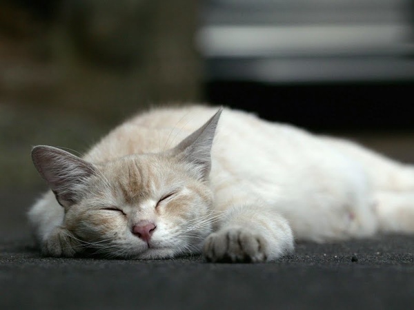 city_homeless_cat_wdsa04-013404-x.jpg