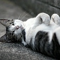 city_homeless_cat_wdsa04-014202-x.jpg