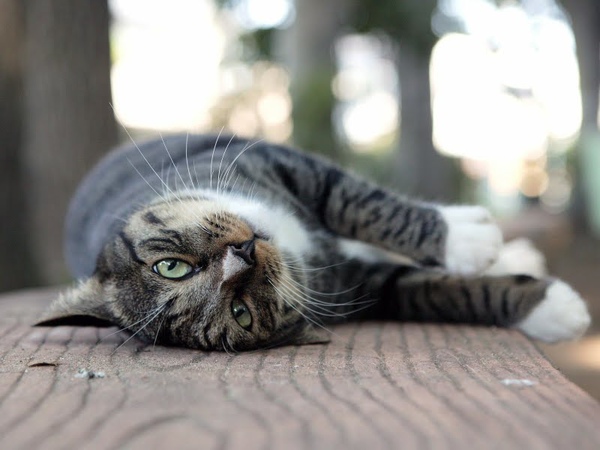 city_homeless_cat_wdsa04-019258-b-x.jpg