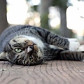 city_homeless_cat_wdsa04-019258-b-x.jpg