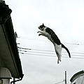 homeless_cat_00dsa04-019600-b-x.jpg