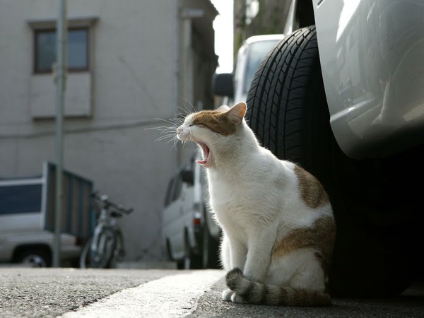 homeless_cat_00dsa04-021072-b-x.jpg