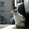 homeless_cat_00dsa04-021072-b-x.jpg