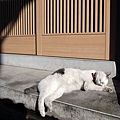 homeless_cat_00dsa04-022471-b-x.jpg