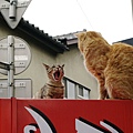 homeless_cat_00e3-001994-x.jpg