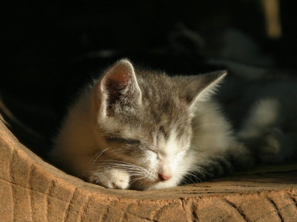 homeless_cat_00img_5239-x.jpg