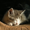 homeless_cat_00img_5239-x.jpg